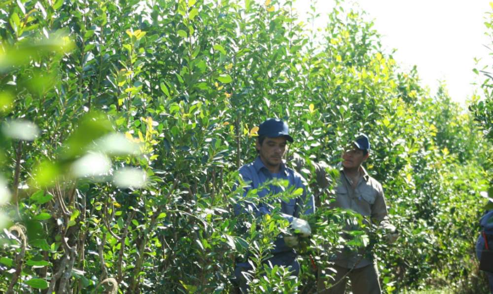 Aumento de la yerba en abril : Se espera un fuerte incremento del producto 