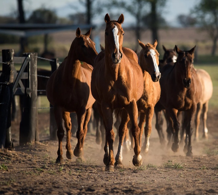 Encefalomielitis equina en Corrientes: No se registran casos desde diciembre 