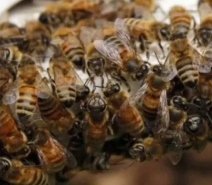 Tragedia en Santo Tomé: Un hombre falleció por picaduras de abejas 