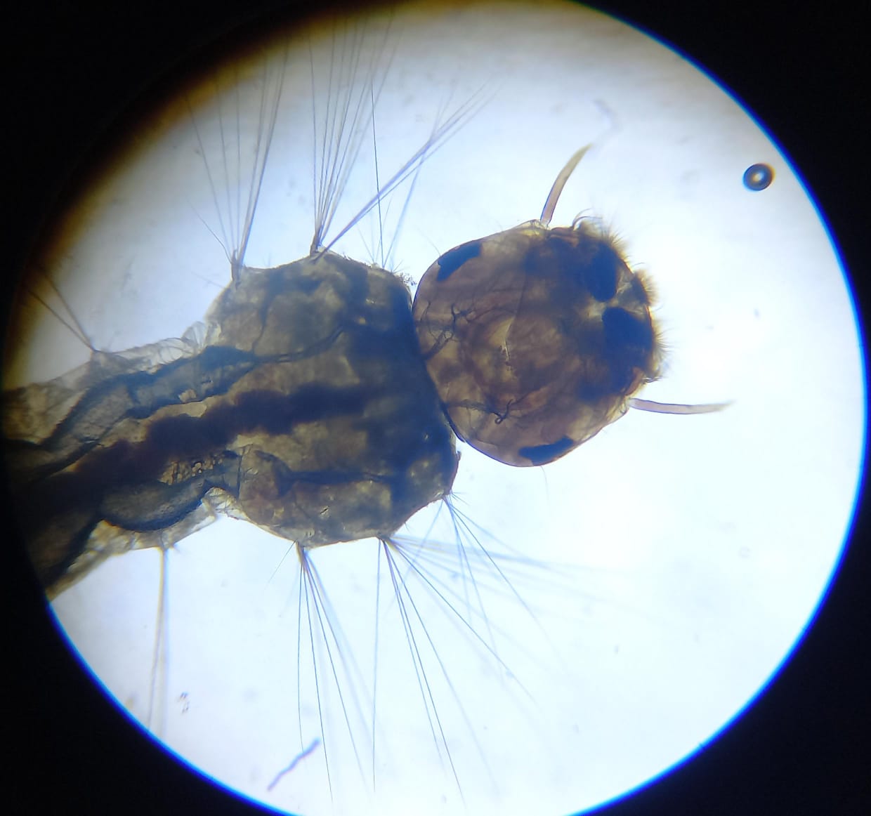 Se detecto al vector del aedes Aegypti en varios barrios de la capital 