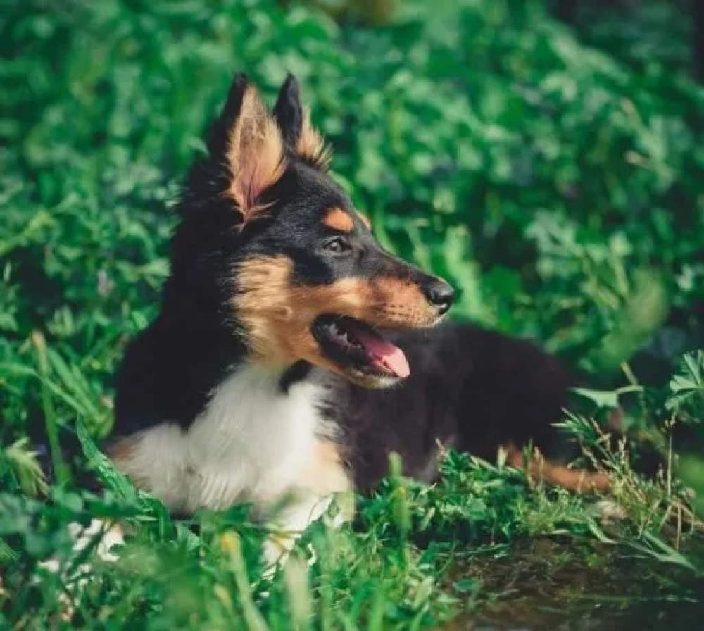 Ola de calor : C&oacute;mo cuidar a tu mascota por las altas temperaturas 
