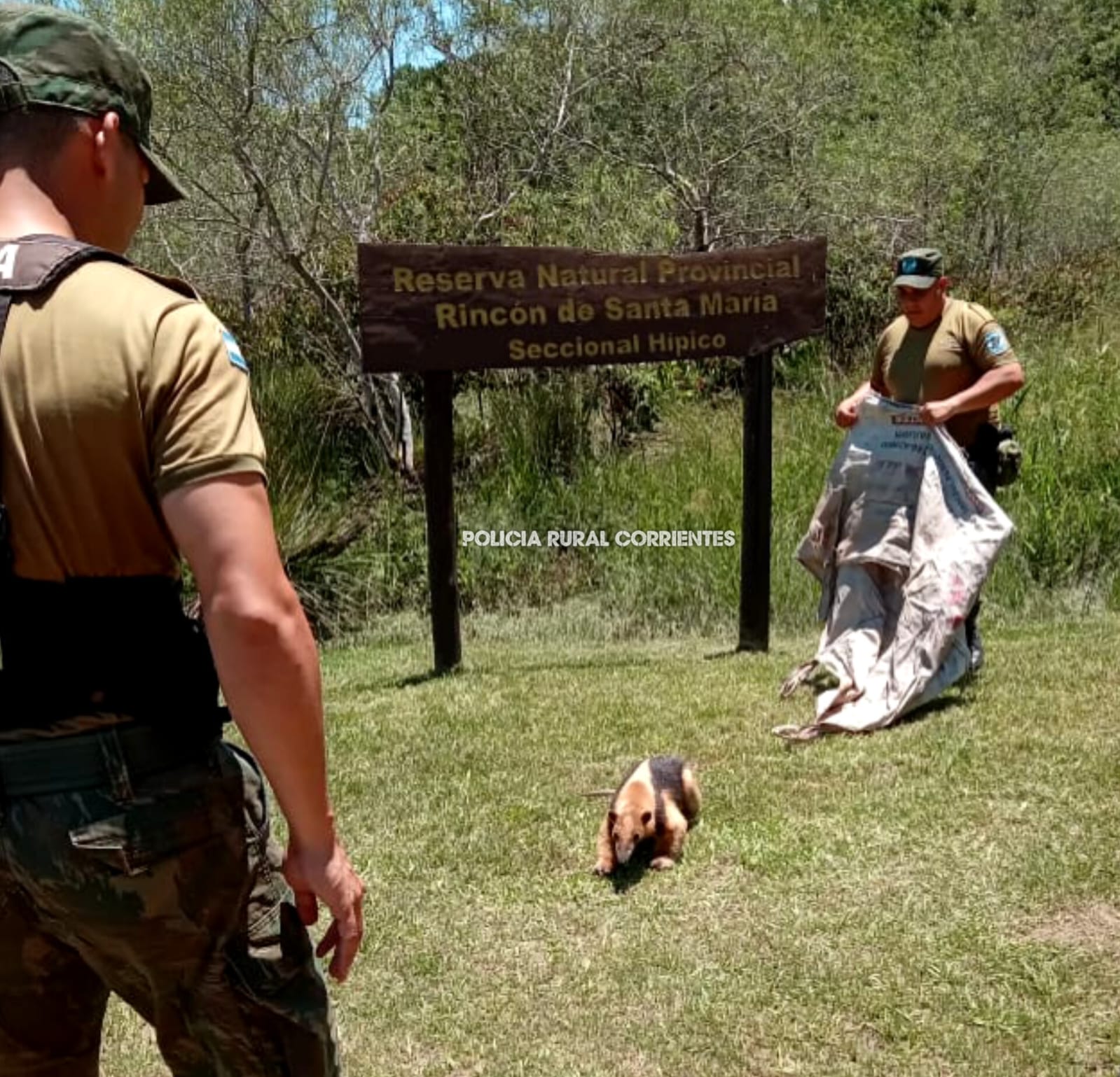 GENERAL PAZ: La Policía logro rescatar a un oso melero para luego liberarlo en su habitad natural