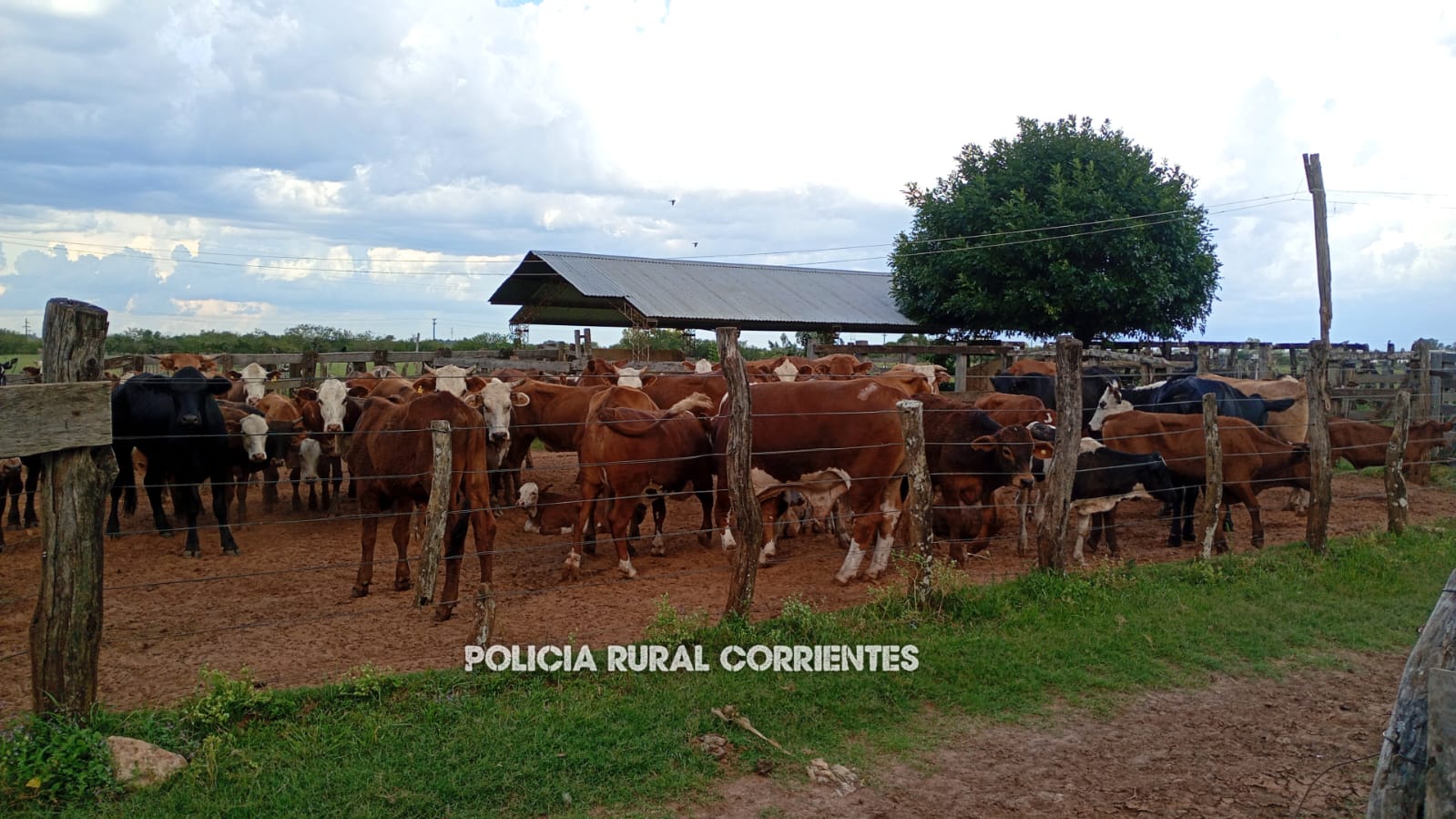 GRAN GOLPE CONTRA EL ABIGEATO: Durante un operativo de control la Policía secuestró 20 animales trasladados de forma ilegal y derivo en una investigación del cual terminaron incautando 81 animales en total