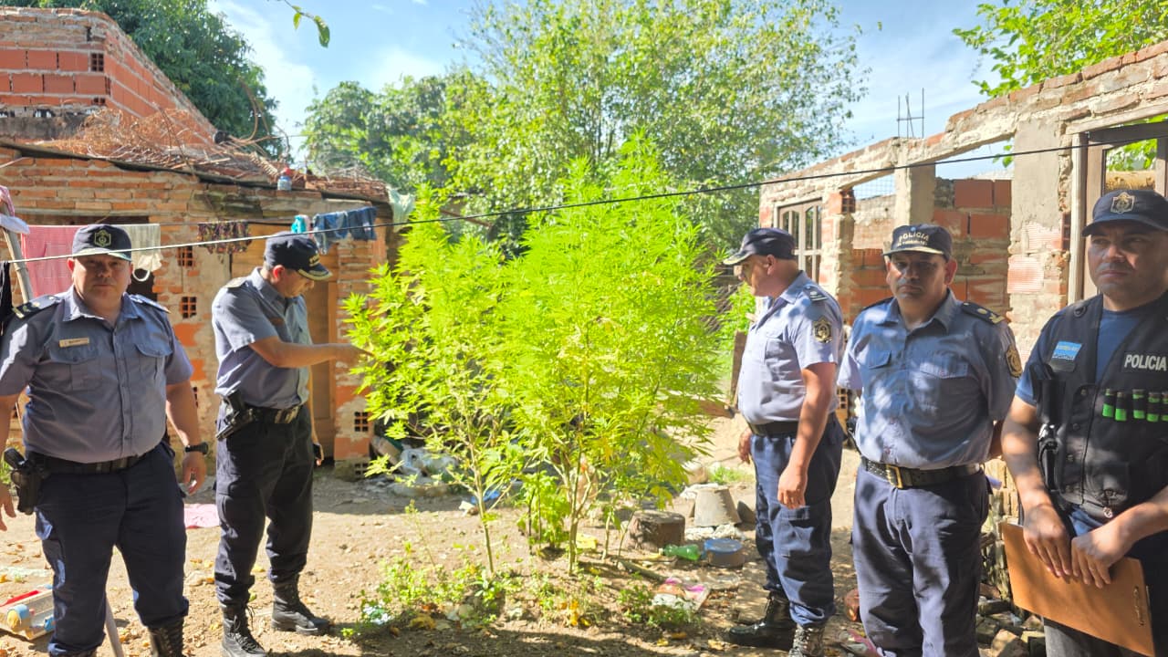 ITATI: La Policía tras diligenciar una orden de allanamiento, demoró a un hombre y secuestró plantas de marihuana