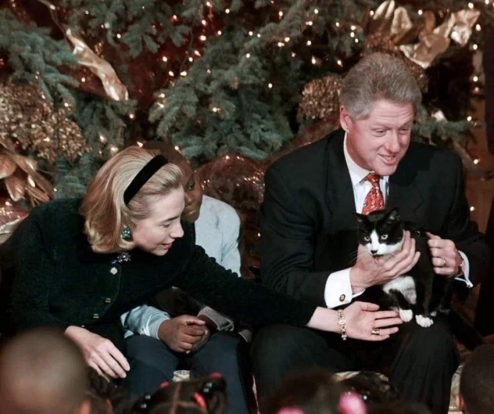Dia internacional del gato :¿Por qué se conmemora hoy?