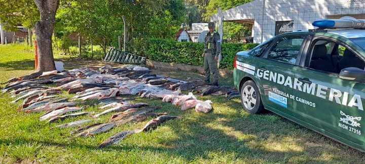 Villa Olivari:Gendarmer&iacute;a secuestr&oacute; 153 piezas &iacute;cticas