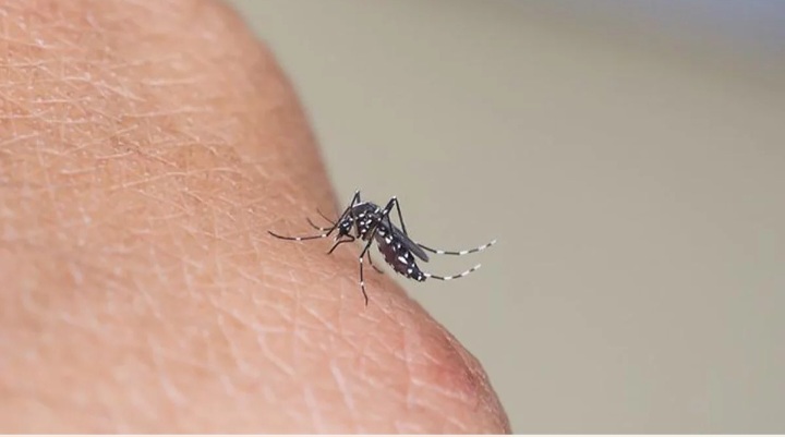 Dengue: &iquest;C&oacute;mo saber si ten&eacute;s la enfermedad?