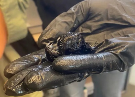 Se viraliz&oacute; una foto del tama&ntilde;o real del pez diablo negro que sorprendi&oacute; a todos en las redes