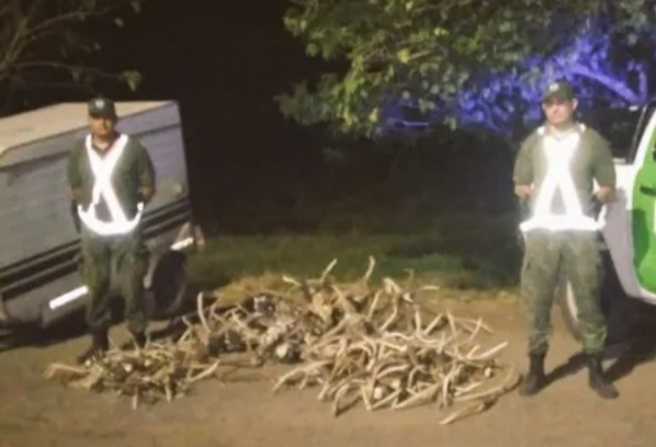 GOYA: La Polic&iacute;a secuestro gran cantidad de astas y cabezas de ciervos