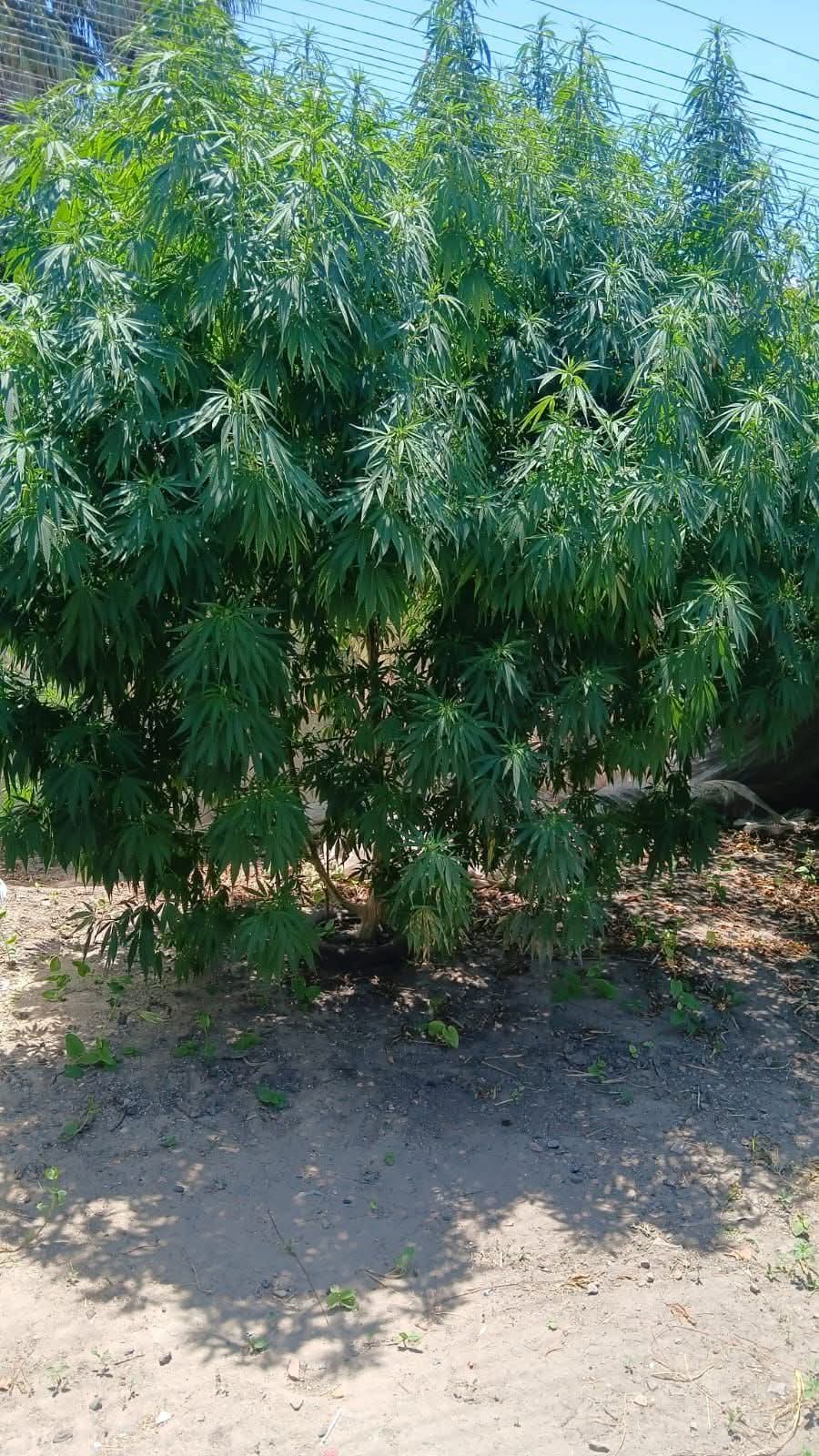 Santa Lucía : Secuestran planta de marihuana con 3 metros de altura  