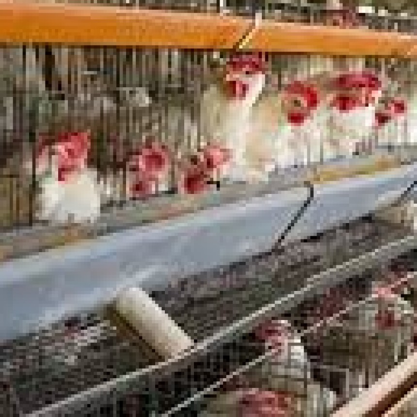 Murieron 240 mil gallinas en Mar del Plata y R&iacute;o Negro por gripe aviar