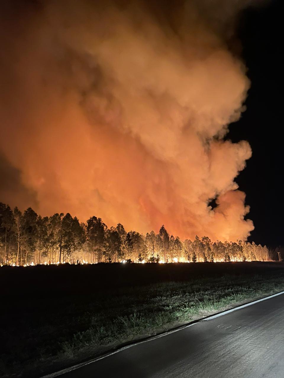 Ituzaing&oacute;: Incendio fuera de control en un pinar preocupa a los bomberos 