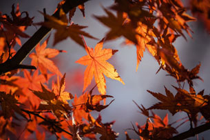 Se adelanto el oto&ntilde;o, comienza hoy 