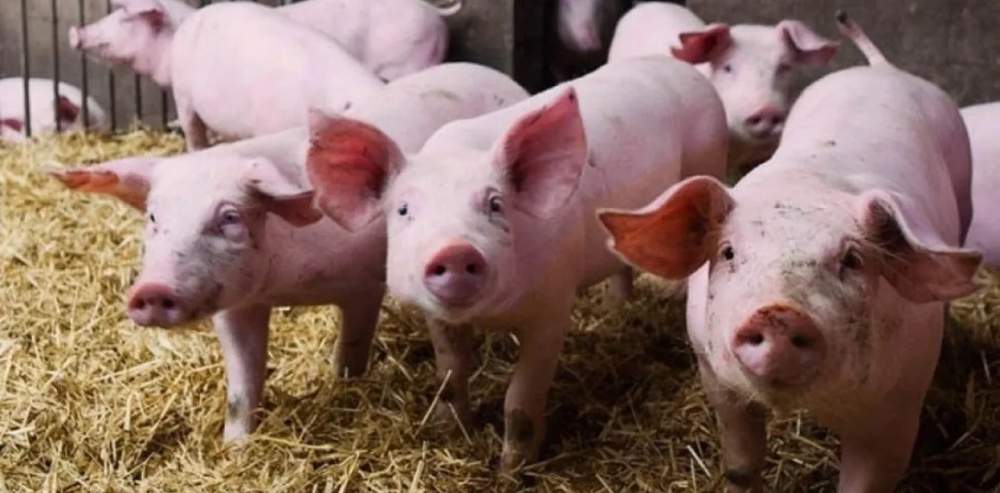 C&oacute;rdoba: Encontraron cerdos con triquinosis y extreman los controles 