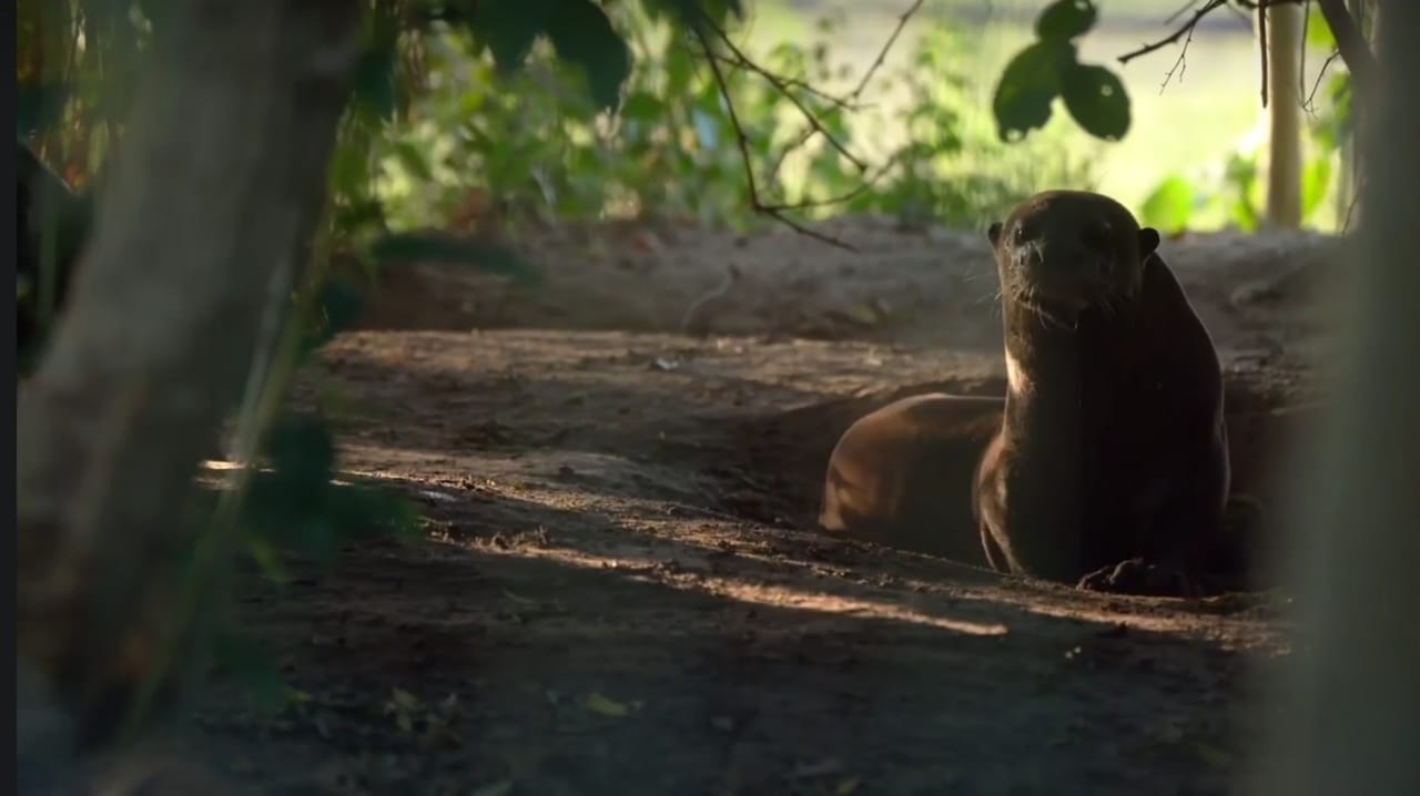 Una nutria gigante se incorpora al proyecto de reintroducci&oacute;n de la especie en el Parque Iber&aacute;