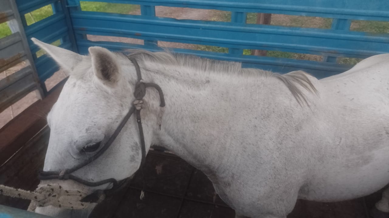 San Luis Del Palmar: Un hombre fue detenido robando caballos 