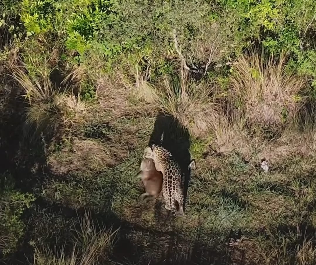 La reintroducci&oacute;n del yaguaret&eacute; al Iber&aacute;, podr&iacute;a estar contribuyendo a la mitigaci&oacute;n del cambio clim&aacute;tico