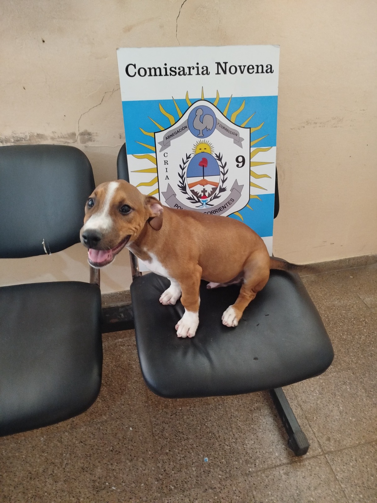 COMISARIA NOVENA URBANA: Tras tareas investigativas la Polic&iacute;a recuper&oacute; a un can sustra&iacute;do 