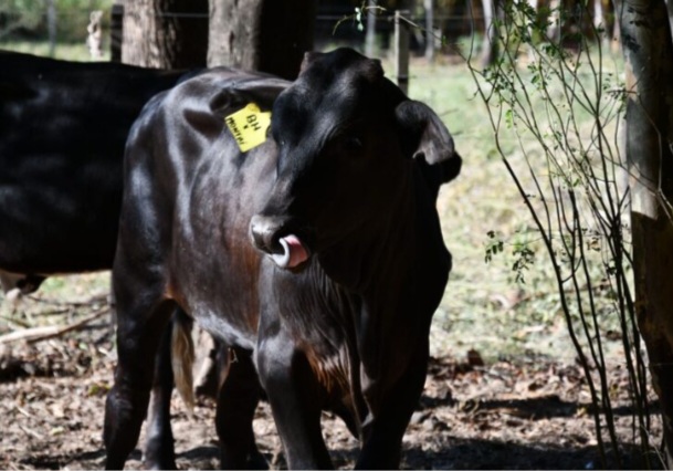 Nacieron terneros por transferencia embrionaria y con caracter&iacute;sticas gen&eacute;ticas adaptadas a cambios ambientales