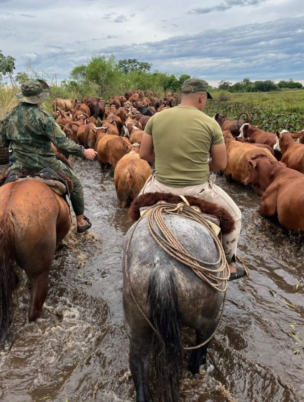 Paso Florent&iacute;n : La polic&iacute;a recuper&oacute; 189 animales vacunos y 6 toros 