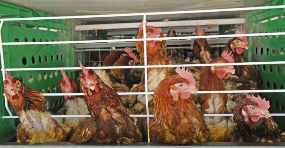 Influenza aviar en C&oacute;rdoba se activaron nuevamente los protocolos en el pa&iacute;s 