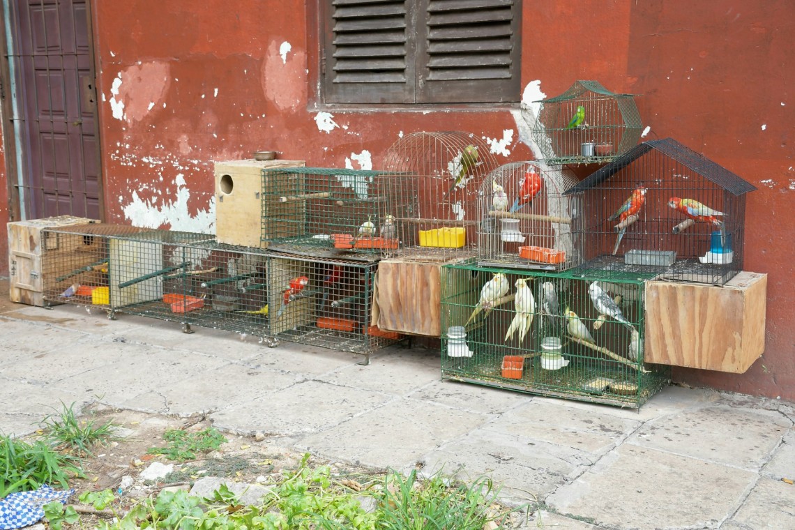 Tenencia ilegal y maltrato: en operativo municipal rescatan 24 aves silvestres y dos perros