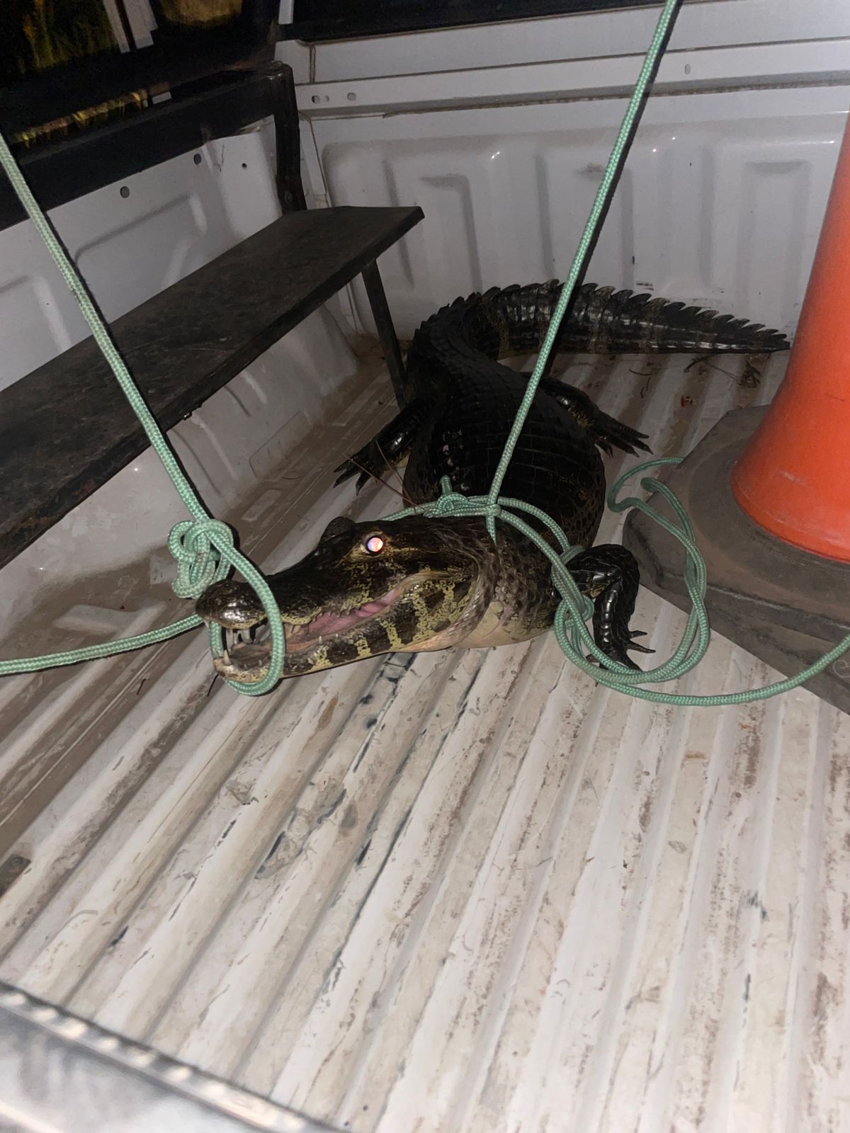 SANTA ANA: La Polic&iacute;a puso en resguardo a un yacar&eacute; que fue hallado en zona urbana