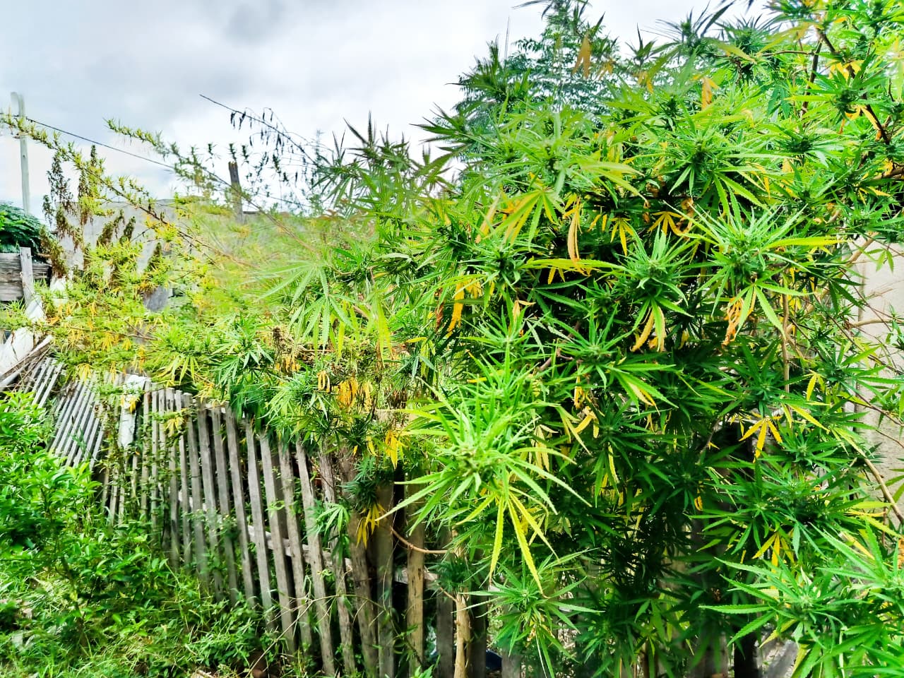 GOYA: La Polic&iacute;a tras diligenciar allanamiento secuestr&oacute; plantas de marihuana y varios tel&eacute;fonos celulares