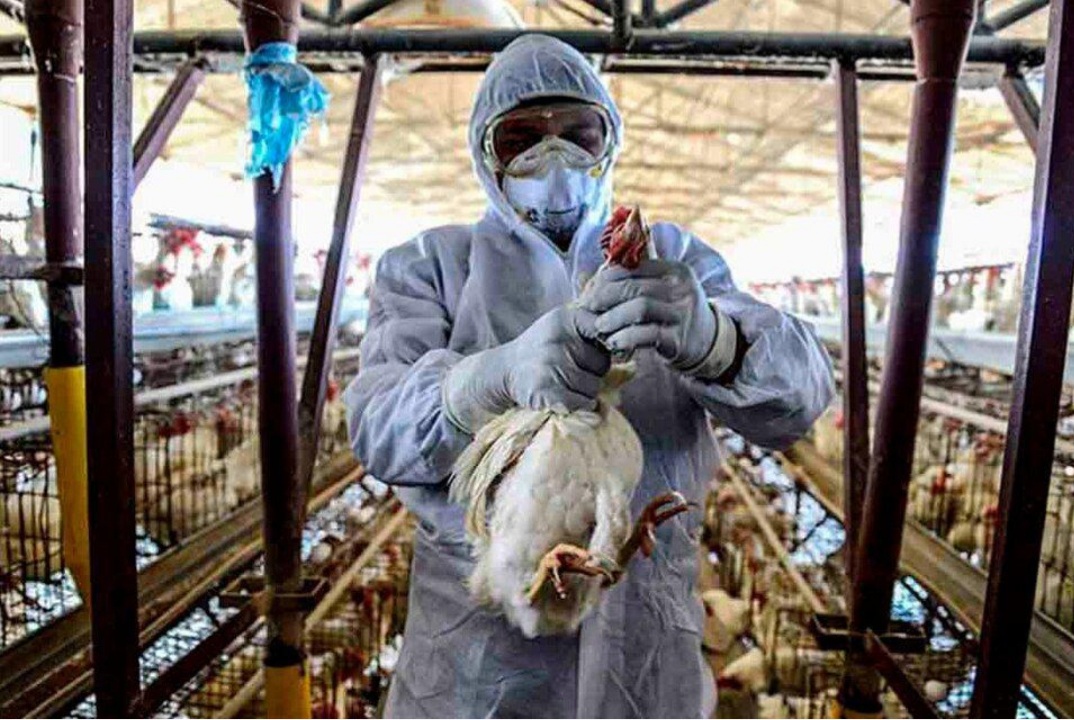 Corrientes: Operativo interinstitucional para evitar diseminaci&oacute;n de influenza aviar