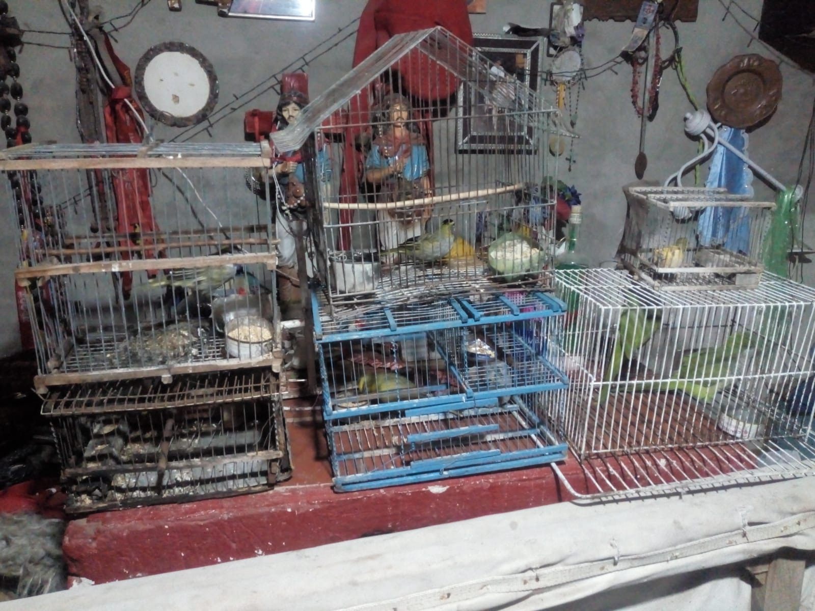 Curuz&uacute; Cuati&aacute;: En un allanamiento secuestraron marihuana y aves protegidas
