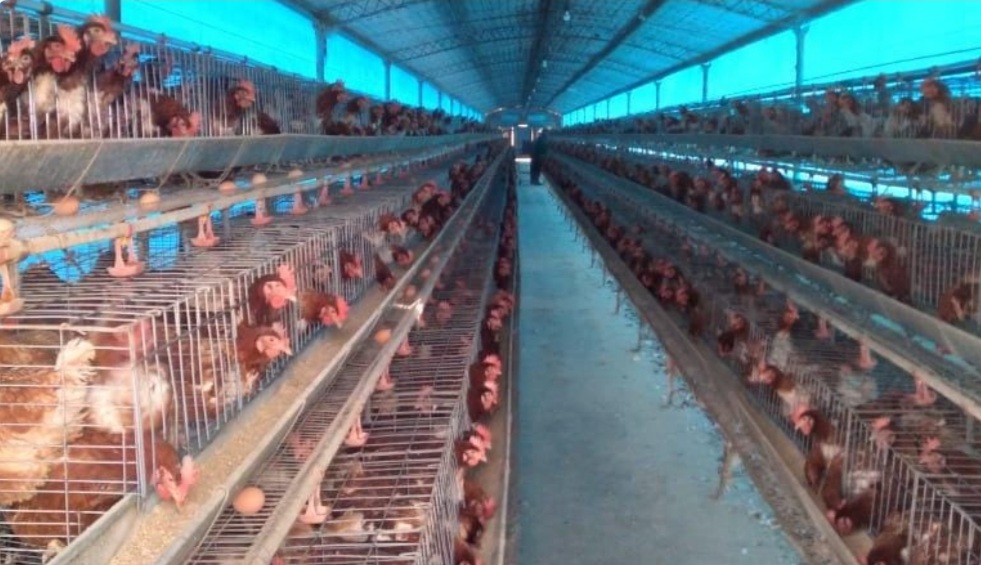Av&iacute;cola Santa Ana: Dio negativo la tercer muestra realizada por Senasa 