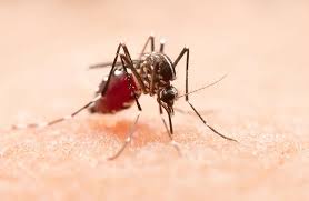 Chaco confirmo su primer fallecimiento por dengue 