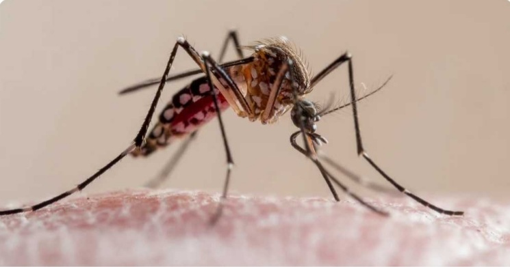 Pico hist&oacute;rico de casos de dengue en Argentina: ya son 71.717 en todo el pa&iacute;s