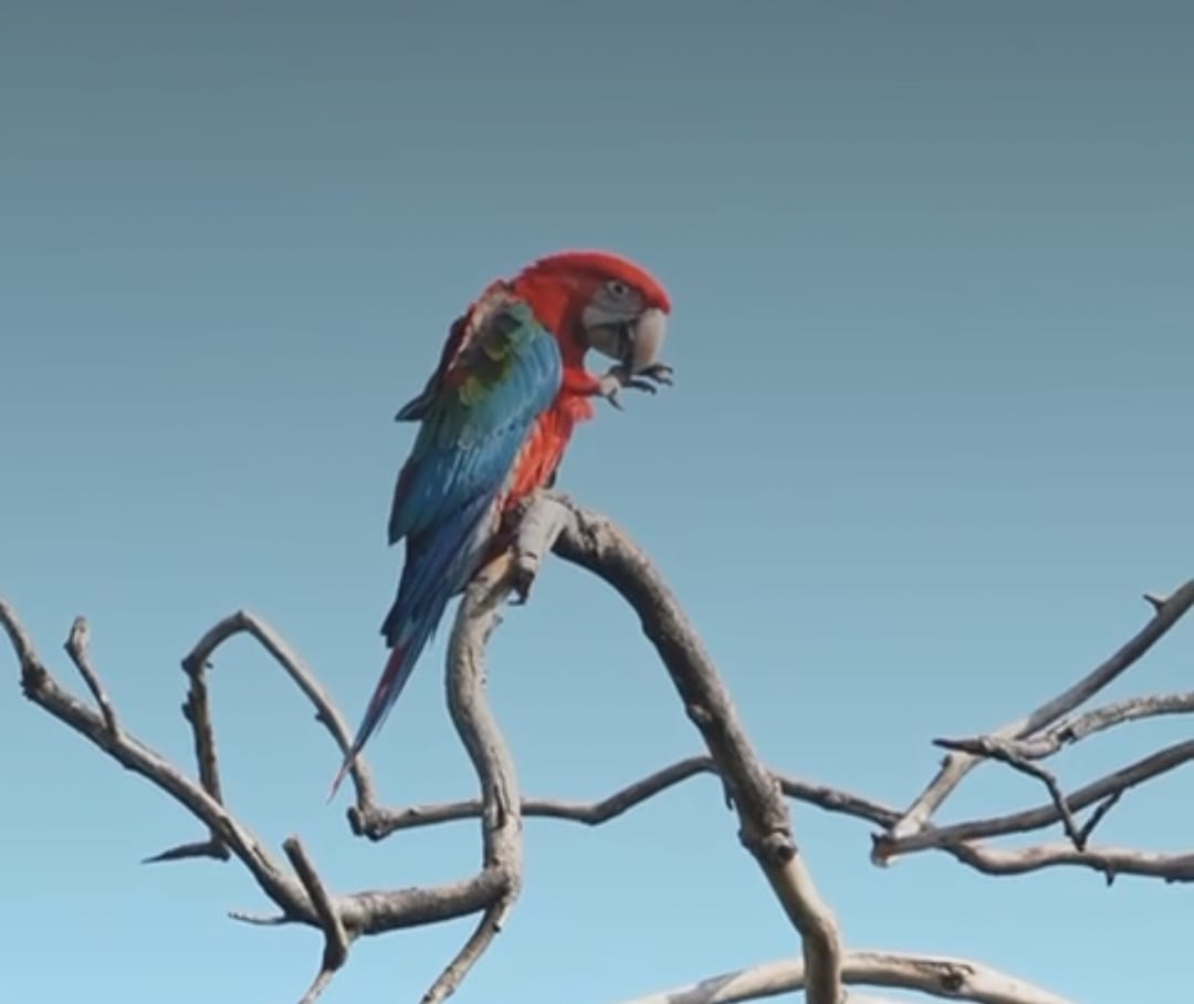Cuatro pichones guacamayos rojos vuelan en libertad
