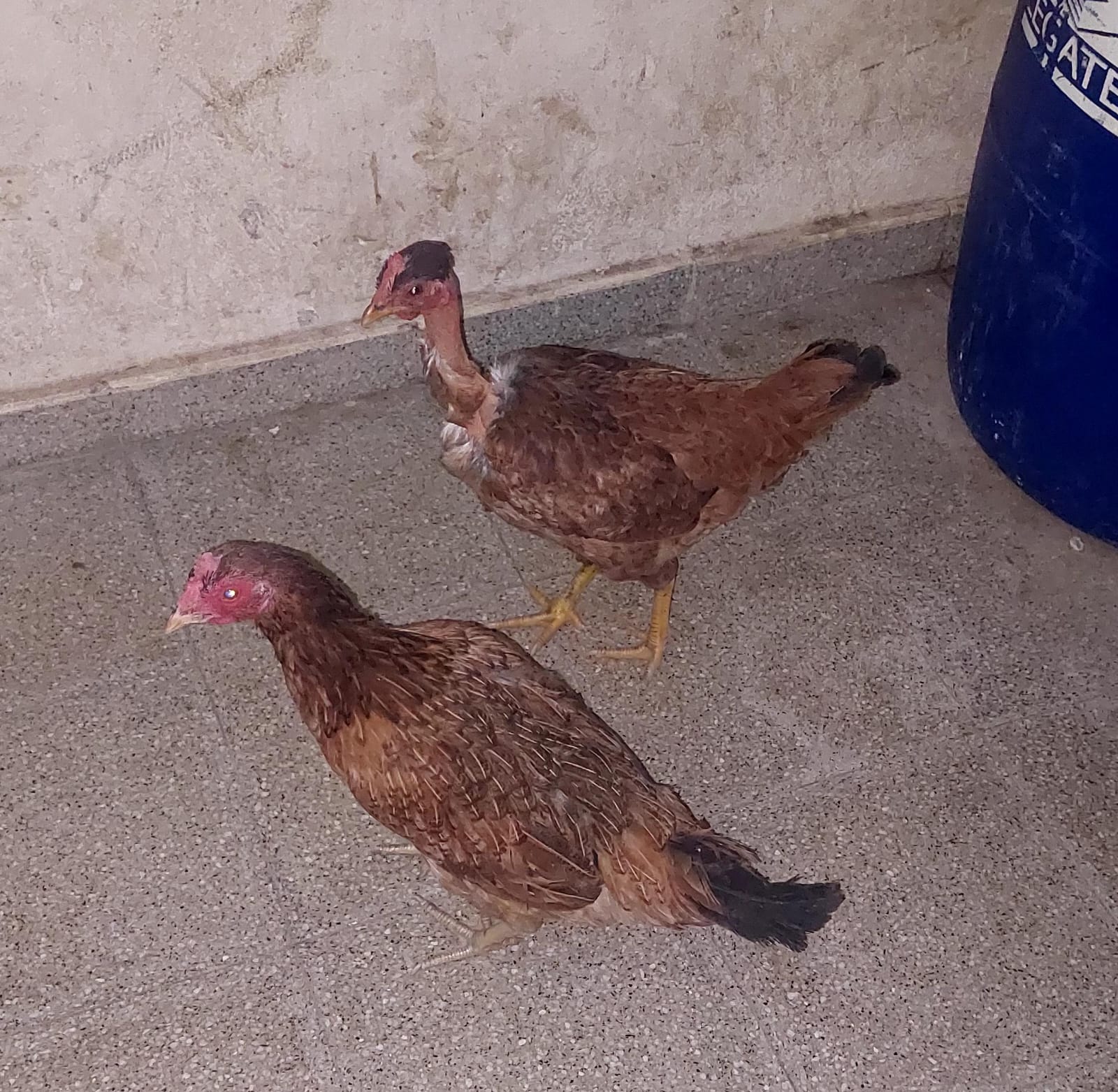 Robaron dos gallinas de un domicilio, fueron detenidos 