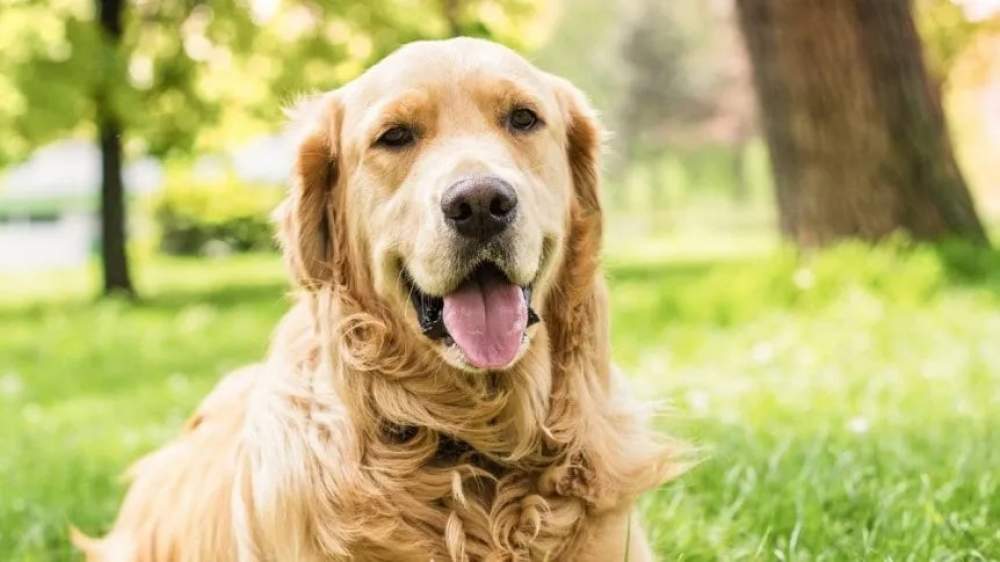 D&iacute;a del animal : &iquest;Por qu&eacute; se conmemora hoy ?