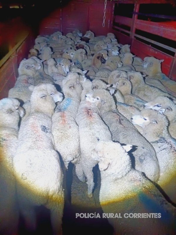 Camionero fue detenido con 100 obejas indocumentadas 