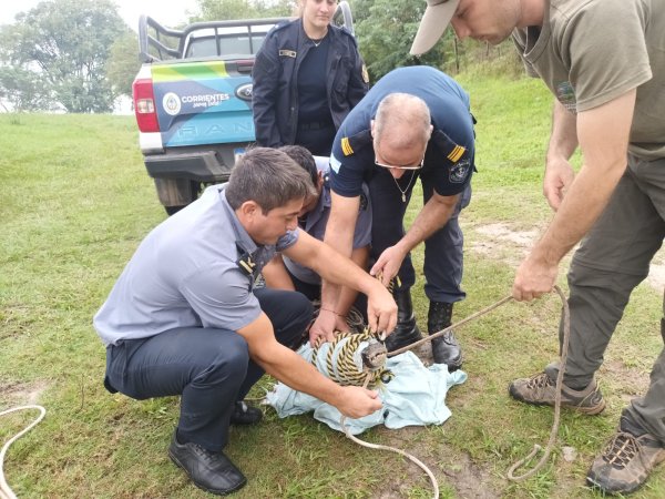 LAVALLE: Tras eficaz accionar, la Polic&iacute;a realiz&oacute; el resguardo de un yacar&eacute;, el cual, fue hallado en una vivienda