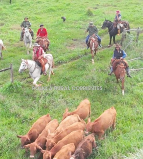 Tras intensas labores investigativas, la Polic&iacute;a recuper&oacute; once animales bovinos que fueron denunciados como sustra&iacute;dos