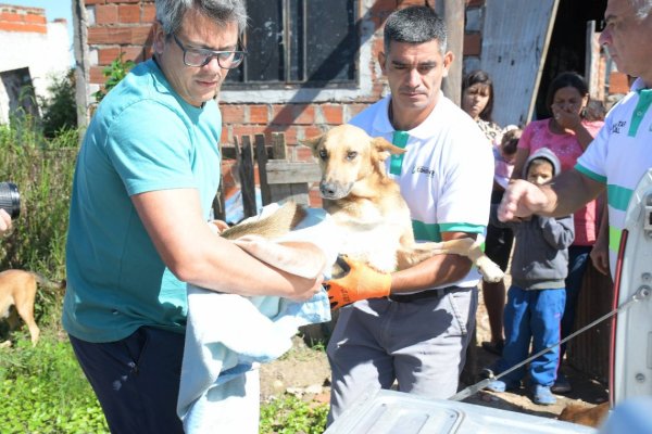 El Municipio actu&oacute; ante un caso de maltrato y rescat&oacute; a un perro herido