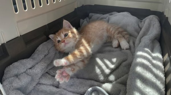 D&iacute;a del animal: &iquest; Por qu&eacute; se conmemora en esta fecha ?