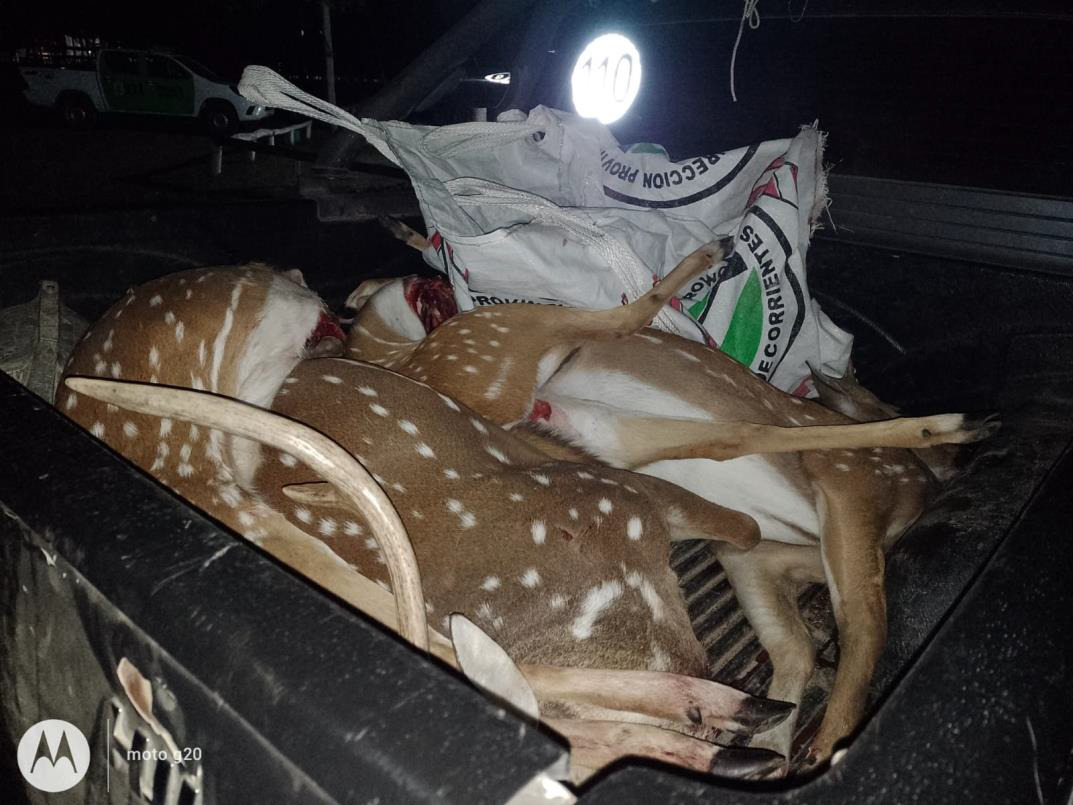 SAUCE :  La Polic&iacute;a demor&oacute; a tres personas y secuestro 05 animales silvestres producto de la caza furtiva