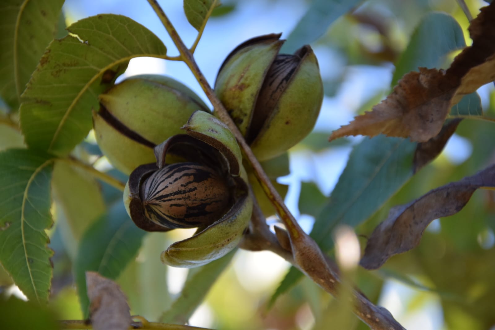Corrientes, el desaf&iacute;o de producir, asociarnos y generar una cuenca pecanera