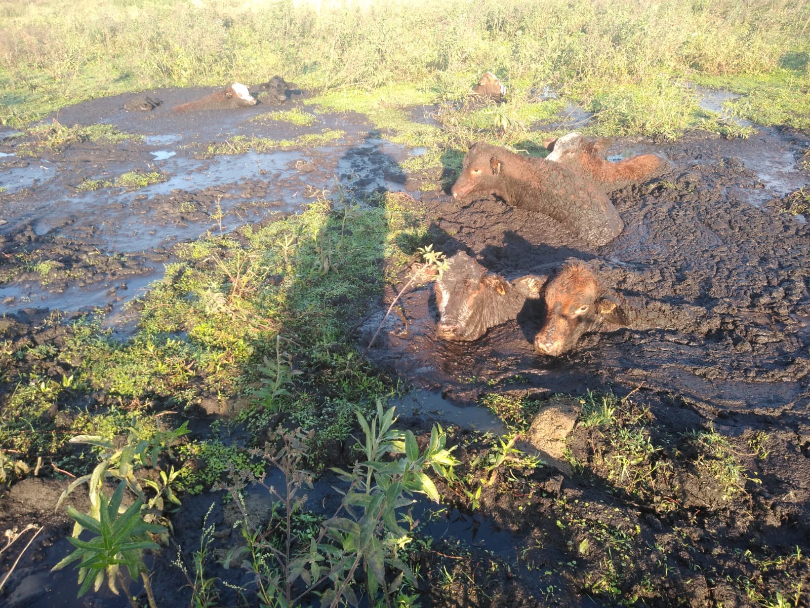 Concepci&oacute;n: Recuperaron 15 bovinos desaparecidos 