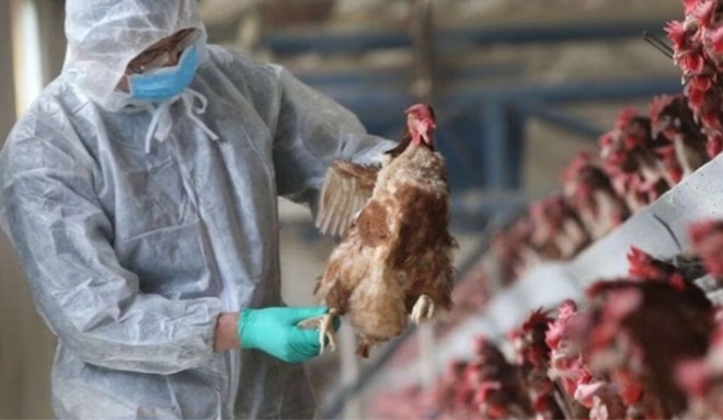 Gripe aviar: Se confirma un nuevo contagio en humanos 
