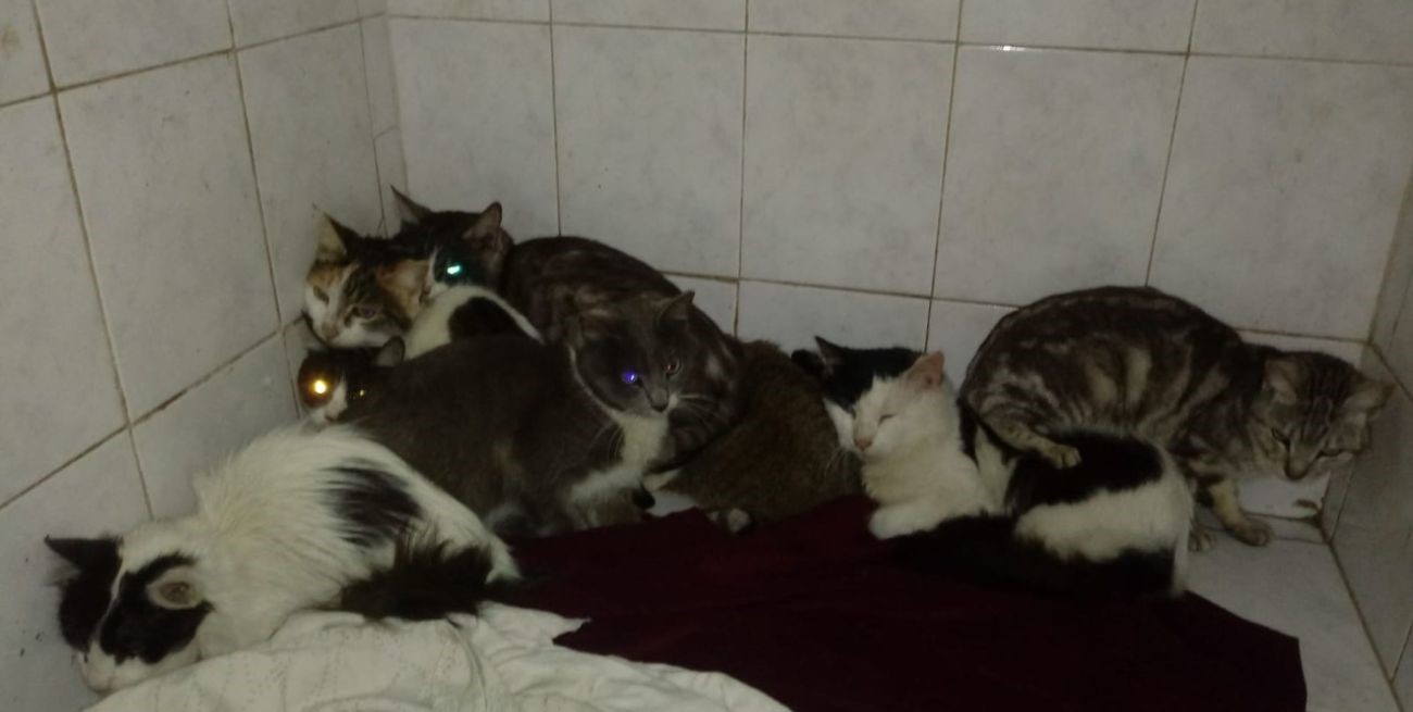 Esquina : La policía rescato 20 animales de un domicilio 