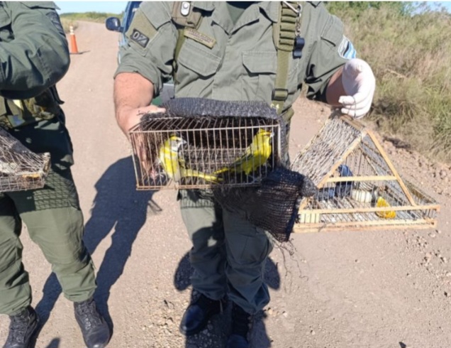 Condena por caza furtiva de cardenales amarillos a 9 días del hecho