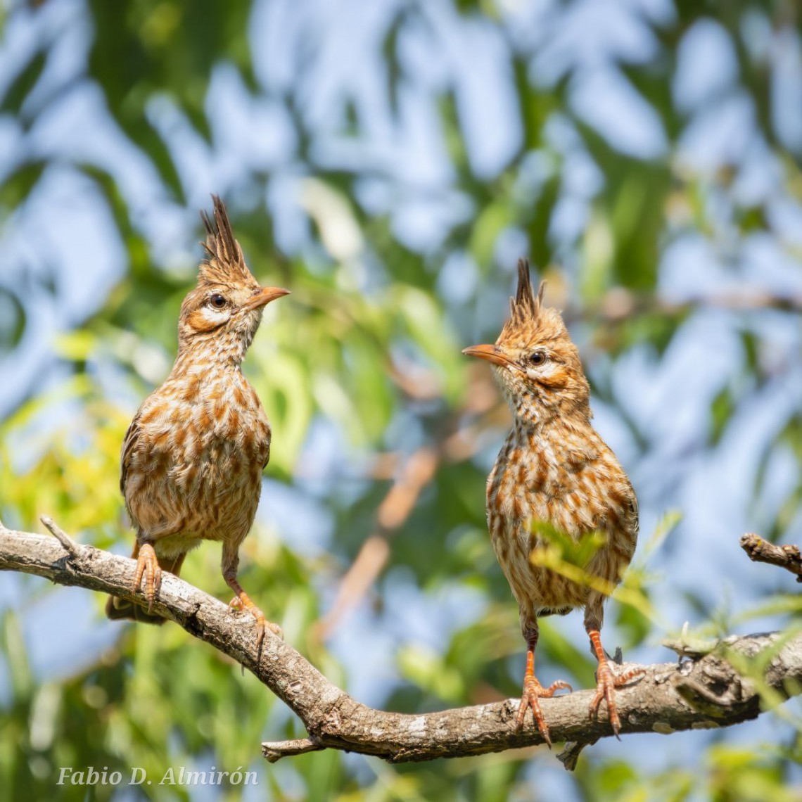 La Municipalidad invita a vecinos a sumarse al avistaje de aves en la Reserva Natural Santa Catalina