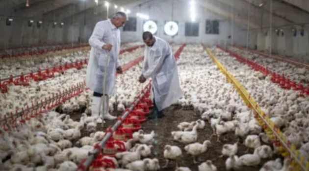 Brote de gripe aviar en Brasil: Instalarán barreras sanitarias 