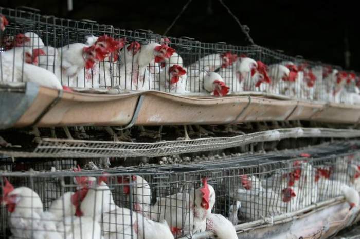 Gripe aviar en Brasil: Argentina tomo medidas preventivas 